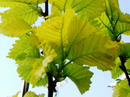 field elm